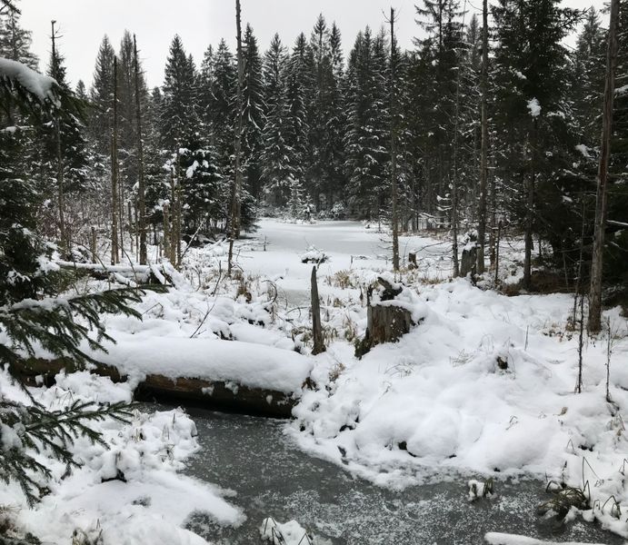 Winterlicher Blick auf das werdende Moor im Deffernik Tal. Durch Verlandung wird über die Jahre aus einem kleinen Bergsee ein bizarres Moor.