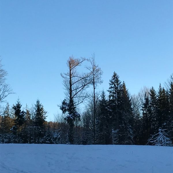 Totenkopfwiese am Hirsch Rundwanderweg